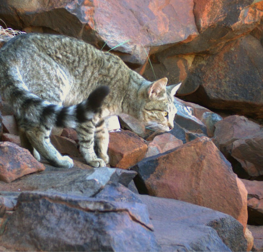 Feral Cats