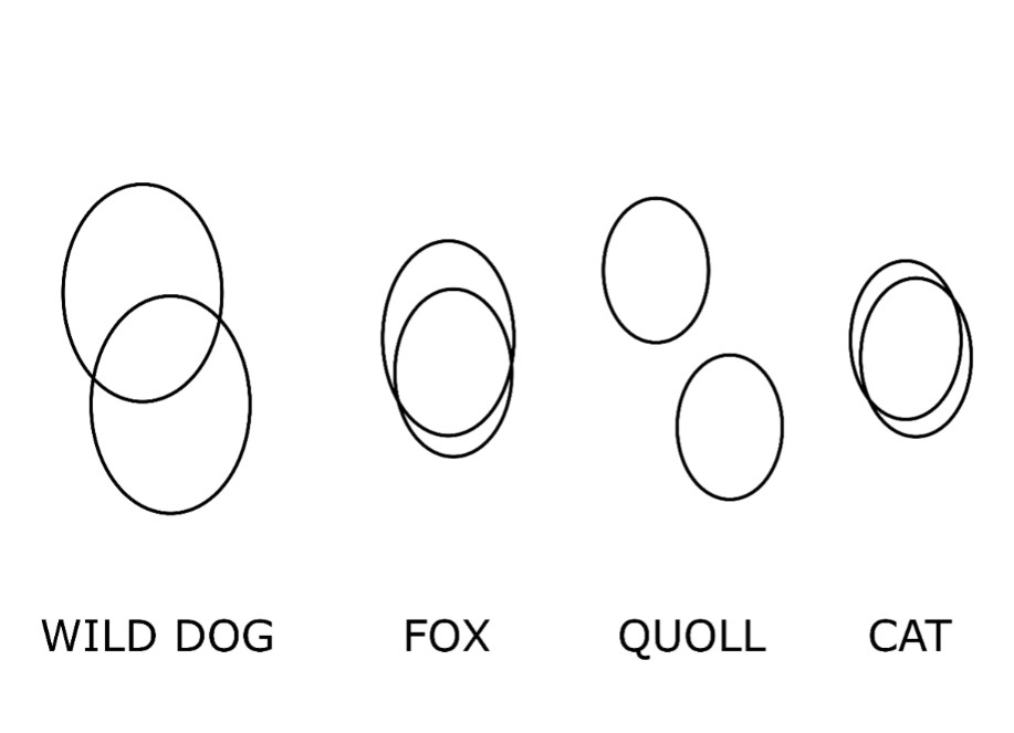 Usual fox footprint placement compared to wild dog, quoll and cat placements. Not to scale. Adapted from Triggs 2004.