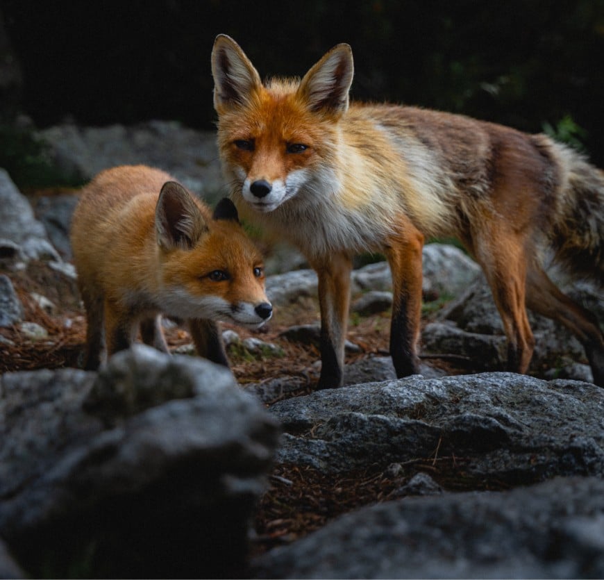 Foxes in Australia