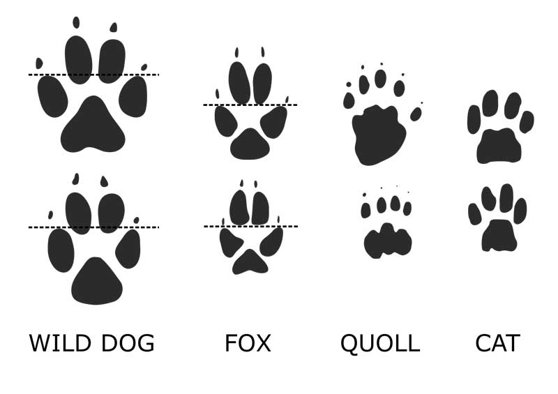 Fox footprint size and shape relative to wild dog, quoll and cat prints. Not to scale. Adapted from Triggs 2004.