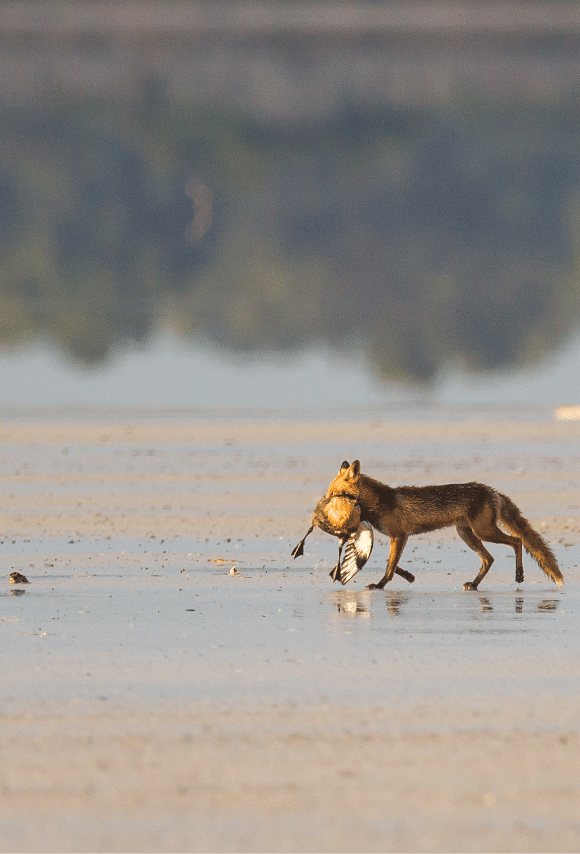 Fox hunting wild animals