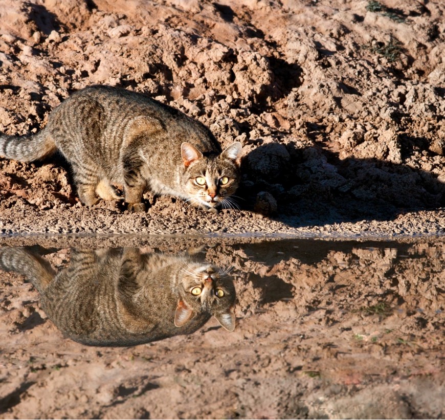 Feral cats live, hunt and reproduce in the wild.