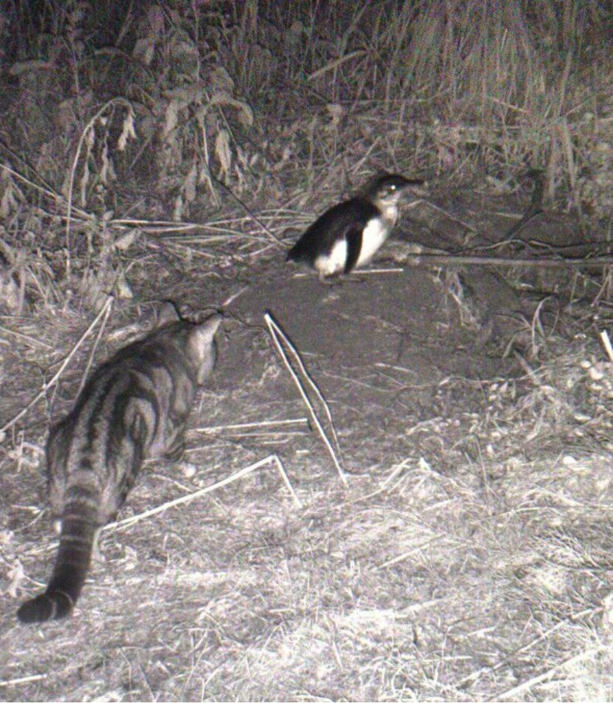 Feral cats hunt and kill animals up to their own body weight.