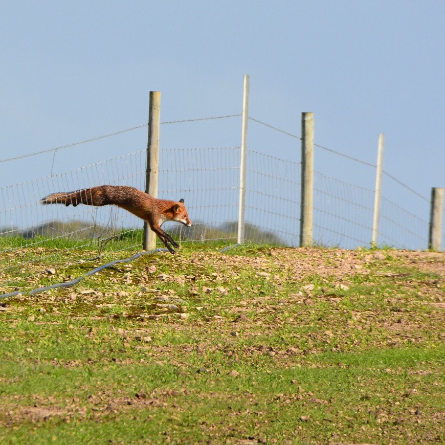 Foxes are not necessarily excluded from areas by guardian animals, especially on medium-to-large properties. But they might change their behaviour. 