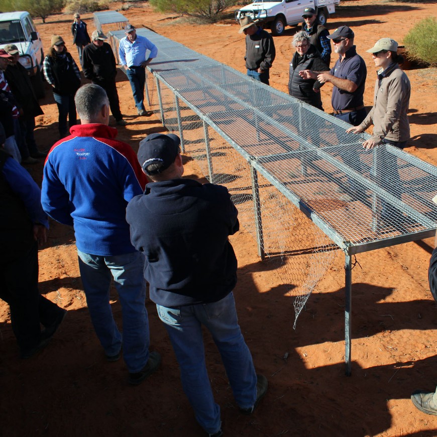 Coordinated, well planned landscape scale baiting programs are an effective and relatively humane technique as part of a fox management program. Photo: NWDAC