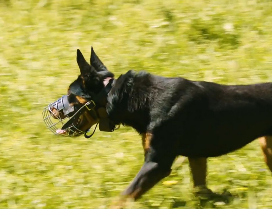 Using muzzles can be an easy and effective way to protect your working or pet dog from eating a toxic bait. Photo: NWDAP