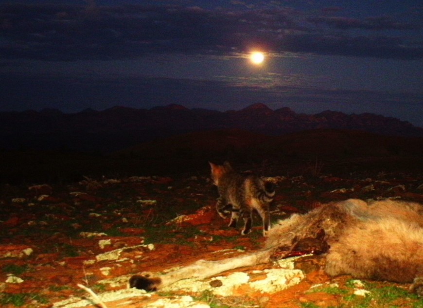 Only an authorised person with required training can operate a Felixer grooming trap. Photo: CISS