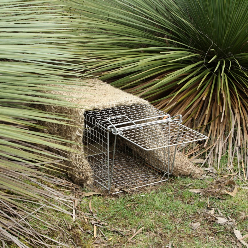 Cage (above) and leghold traps are the most used trapping methods for feral cats. Photo: CISS