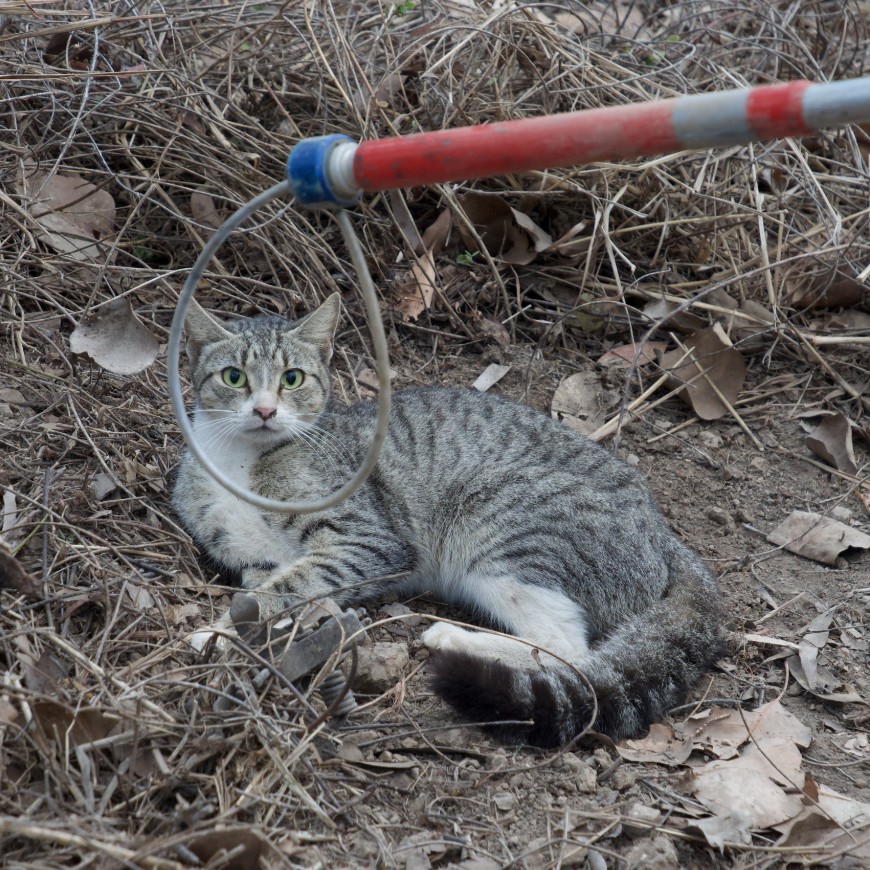 Trapping allows for live capture of feral cats to check for microchips or to put GPS collars on. Photo: Judy Dunlop