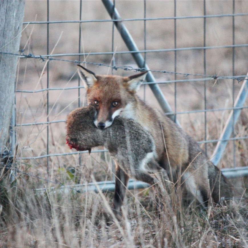 Take measures to protect the welfare of trapped animals. Photo: CISS