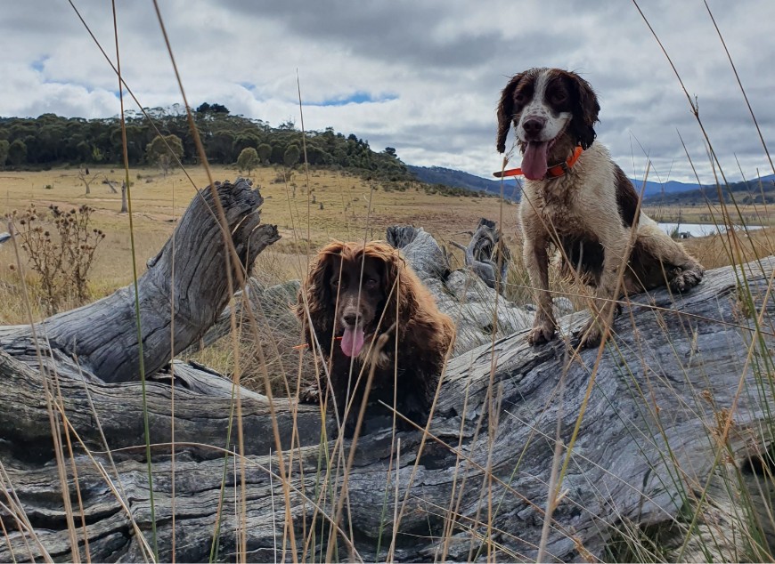 Conservation detection dogs can be trained to sniff out foxes to improve the chances of finding a fox den. The dogs are not used to catch the fox, only to find them. 