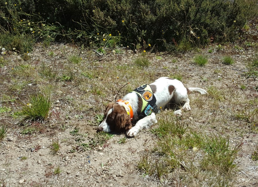 Traps should be strategically placed in areas frequented by cats are such as fence lines, beside tracks, areas of high food resources, interesting landscape features.: Photo CISS