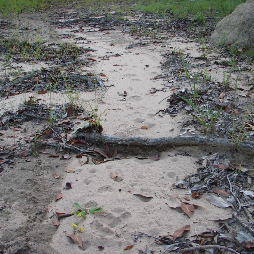 Selecting trap and lure type as well as trap placement will help reduce capture and injury to off-target species like this Rosenberg’s goanna. Photo: CISS