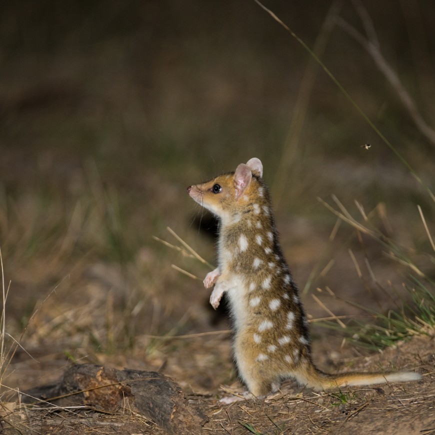 Eastern Quoll, priority species. 