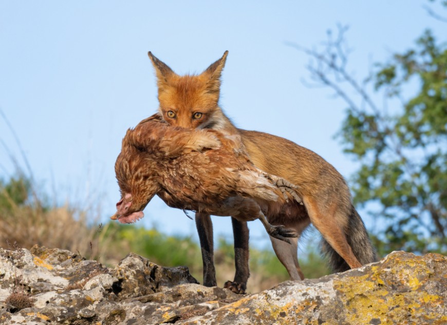 Foxes hunt and kill wildlife, livestock and pets. 