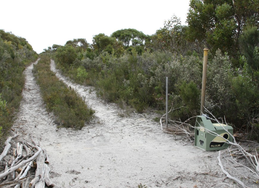 Baiting is one of the most effective tools available to reduce the impacts of feral cats on our native wildlife. Photo: Tony Buckmaster.