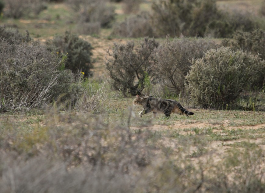 Shooting is most useful in flat, open landscapes. Photo: Gill Basnett