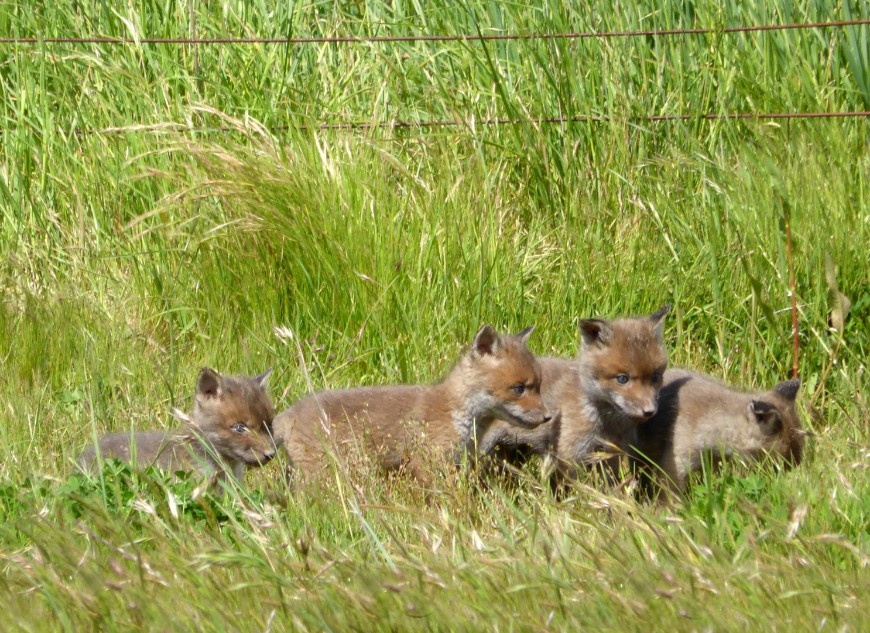 Take measures to protect the welfare of trapped animals. Photo: CISS