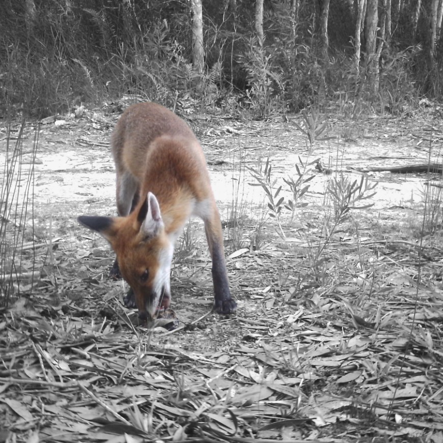 Canid pest ejectors are an alternative toxin delivery method designed to target foxes (and wild dogs). 