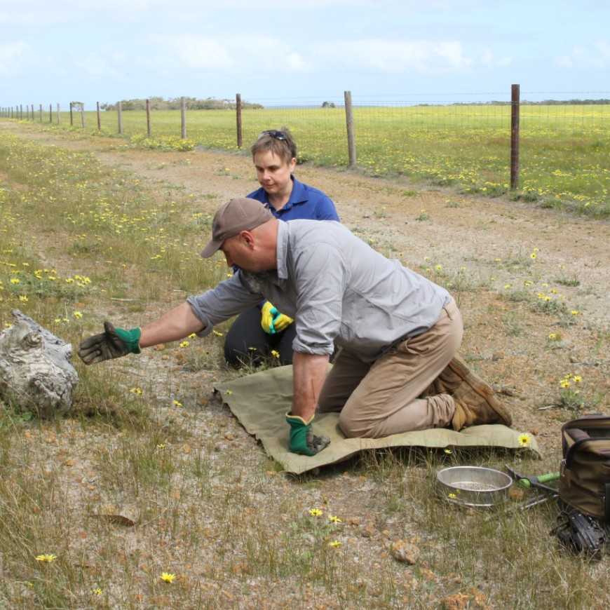 With training, cat trapping can be an effective feral cat control method that is available in most jurisdictions. Photo: CISS