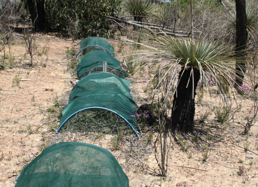 Baiting is one of the most effective tools available to reduce the impacts of feral cats on our native wildlife. Photo: Tony Buckmaster.