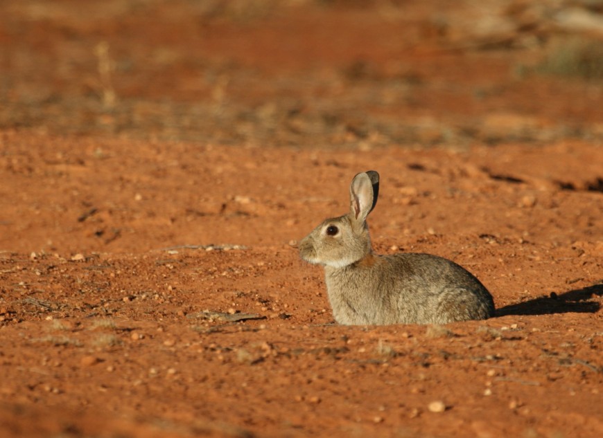 Only an authorised person with required training can operate a Felixer grooming trap. Photo: CISS