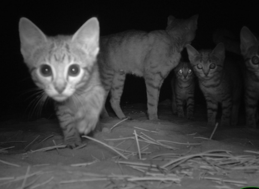 Skilled shooters with an understanding of feral cat behaviour is vital for effective control. Photo Parks Victoria 