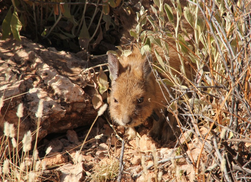 Take measures to protect the welfare of trapped animals. Photo: CISS