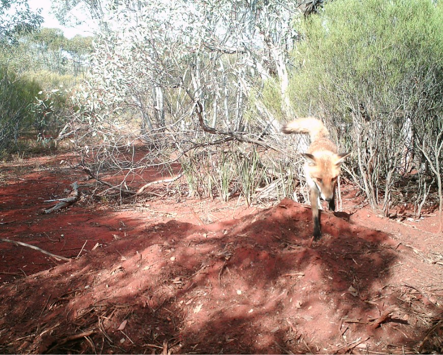 Foxes impact ground-nesting species like malleefowl (shown here) and turtles by digging up nests and eating eggs and young. 