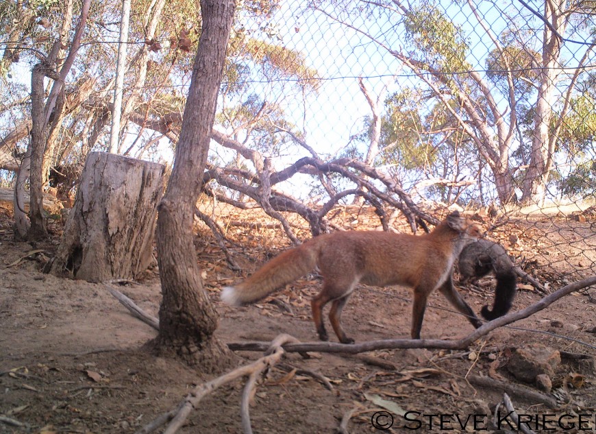 Baiting is one of the most effective tools available to reduce the impacts of feral cats on our native wildlife. Photo: Tony Buckmaster.