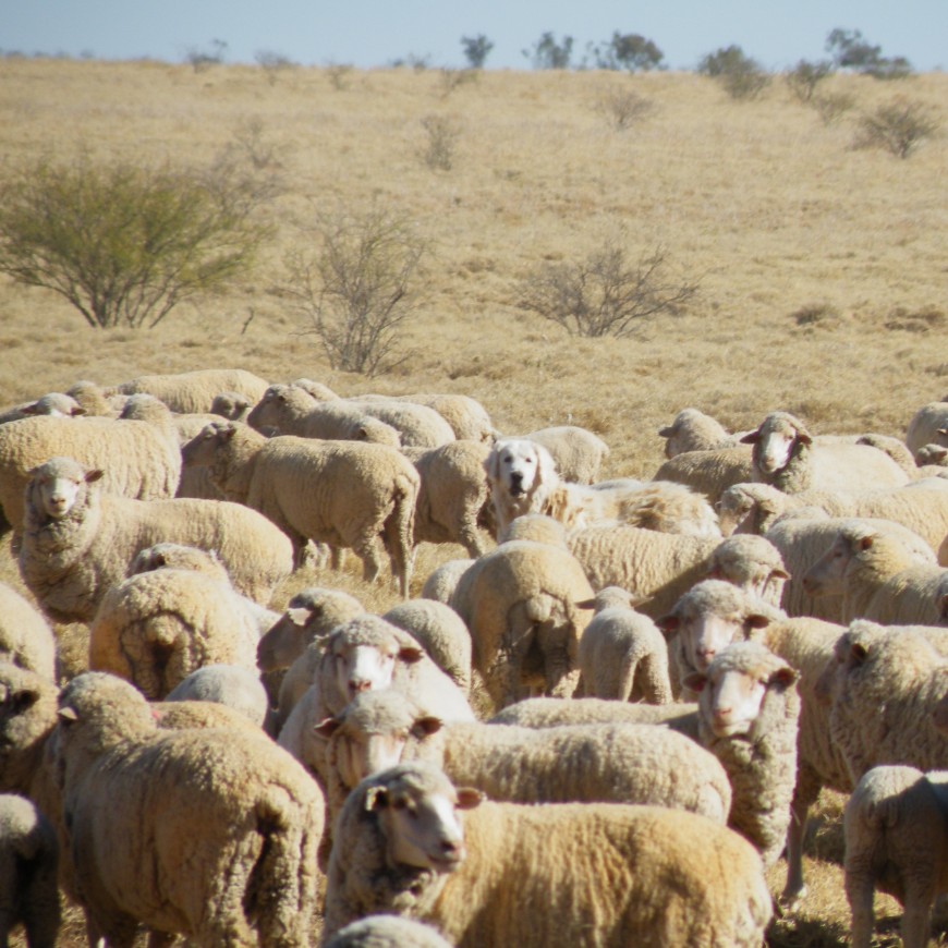 Traps should be strategically placed in areas frequented by cats are such as fence lines, beside tracks, areas of high food resources, interesting landscape features.: Photo CISS