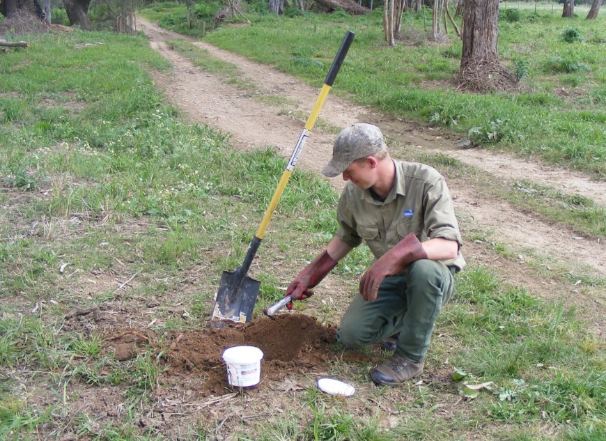 Ground baiting with Curiosity® PAPP baits. Photo: Julie Trezise.