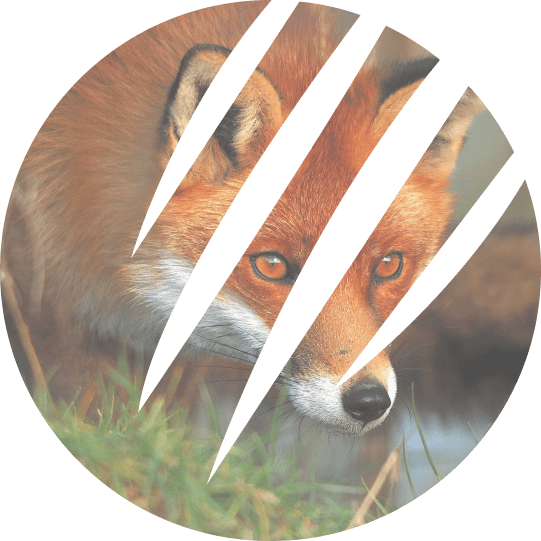 PestSmart Fox