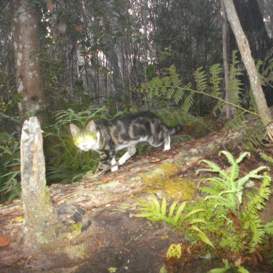 Eyeshine can help detect cats at night. Photo: Phil Redpath