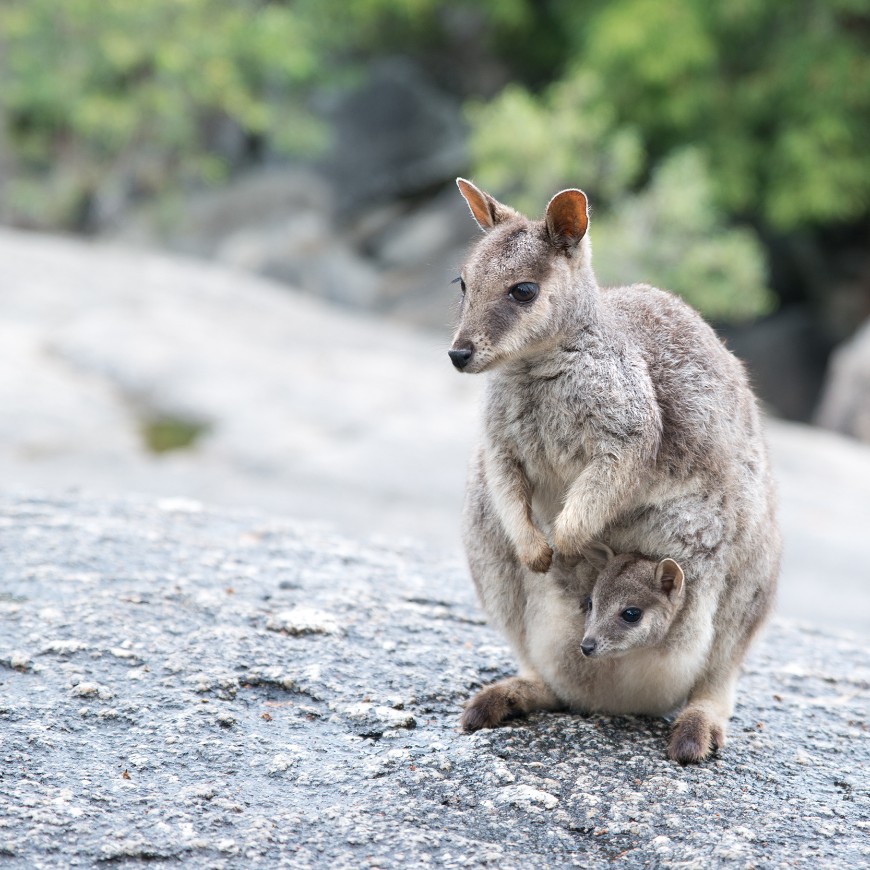 Felixers are useful for feral cat control in targeted areas such as rocky outcrops. Photo: Shutterstock