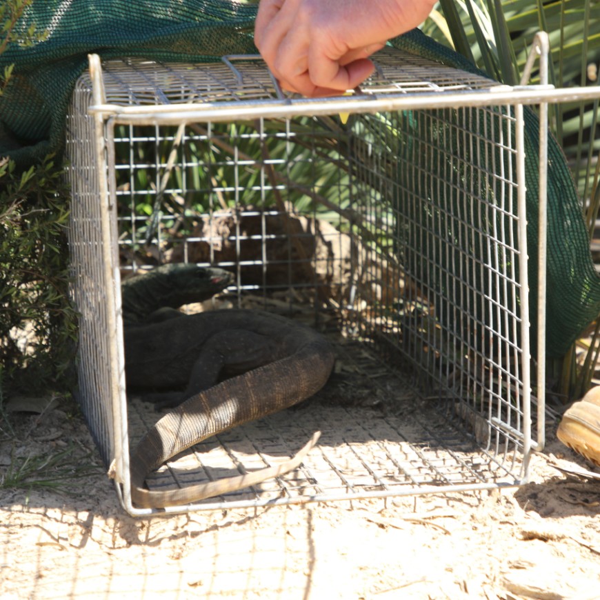 Consciously selecting trap and lure types, as well as trap placement, will help reduce capture and injury to off-target species like this Rosenberg’s goanna. 