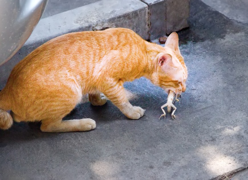 Containing your pet cat reduces harm to wildlife. Photo Maximillian Cabinet.