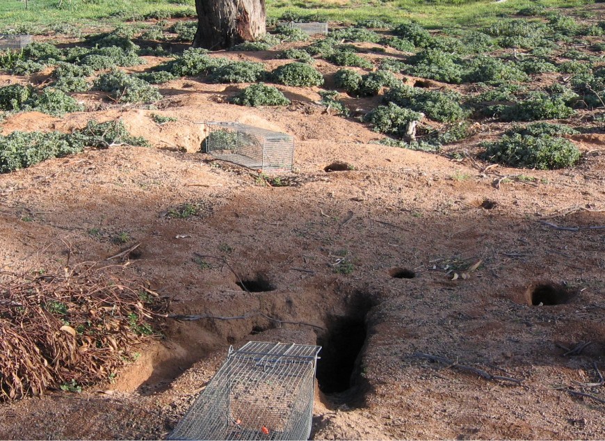 Trapping allows for live capture of feral cats to check for microchips or to put GPS collars on. Photo: Judy Dunlop