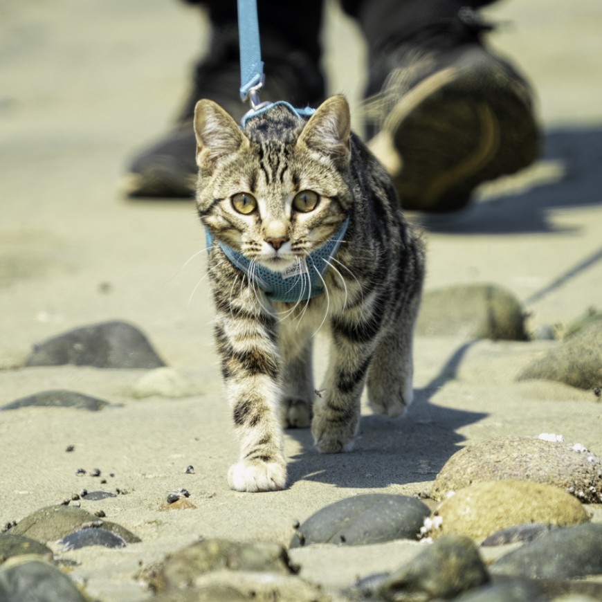 Felixers are useful for feral cat control in targeted areas such as rocky outcrops. Photo: Shutterstock