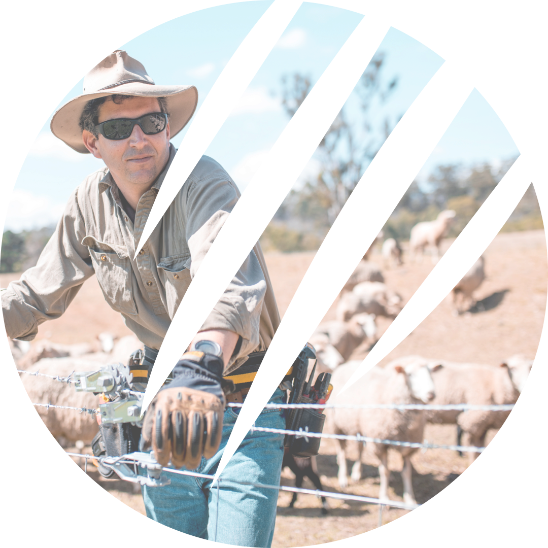 Man standing by a fence guarding his sheep