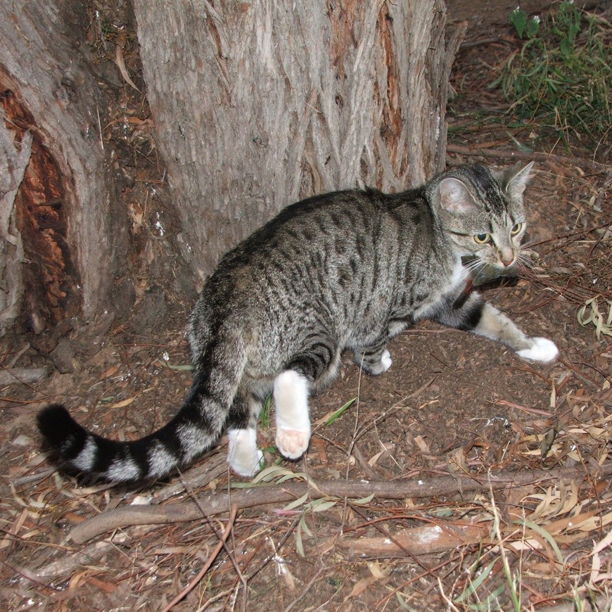 Baiting is one of the most effective tools available to reduce the impacts of feral cats on our native wildlife. Photo: Tony Buckmaster.