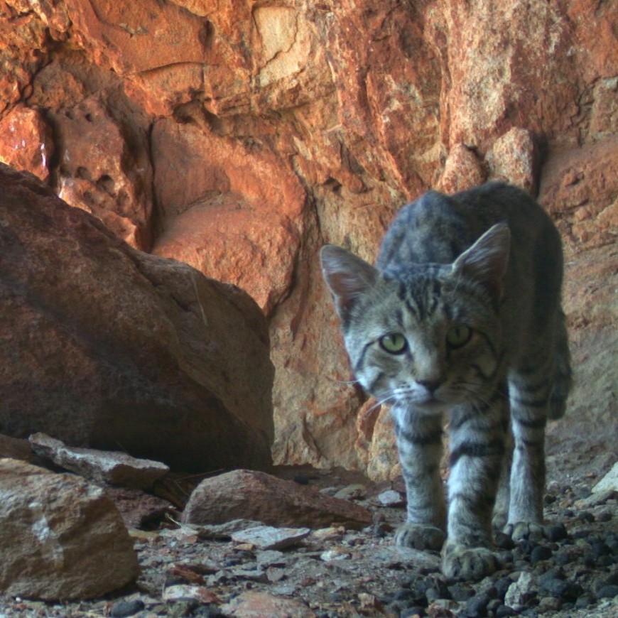 Threat abatement plans establish a national framework to coordinate Australia’s response to key threats such as feral cats.