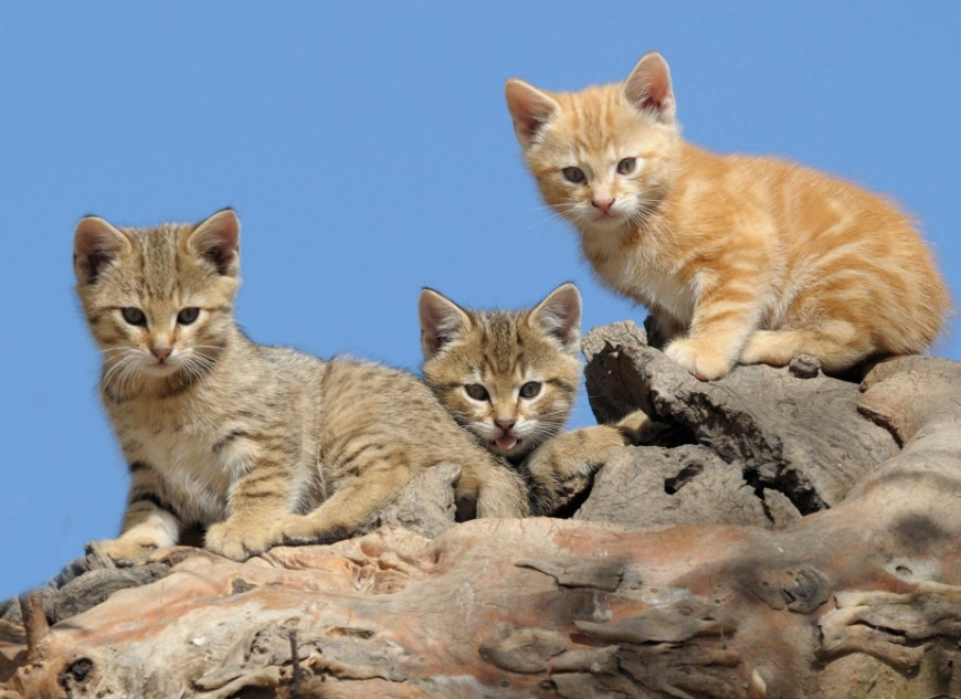 Baiting is one of the most effective tools available to reduce the impacts of feral cats on our native wildlife. Photo: Tony Buckmaster.