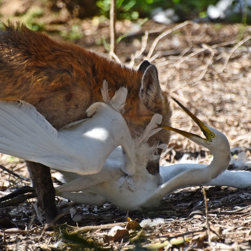 Foxes pose a significant threat to native wildlife and livestock. 