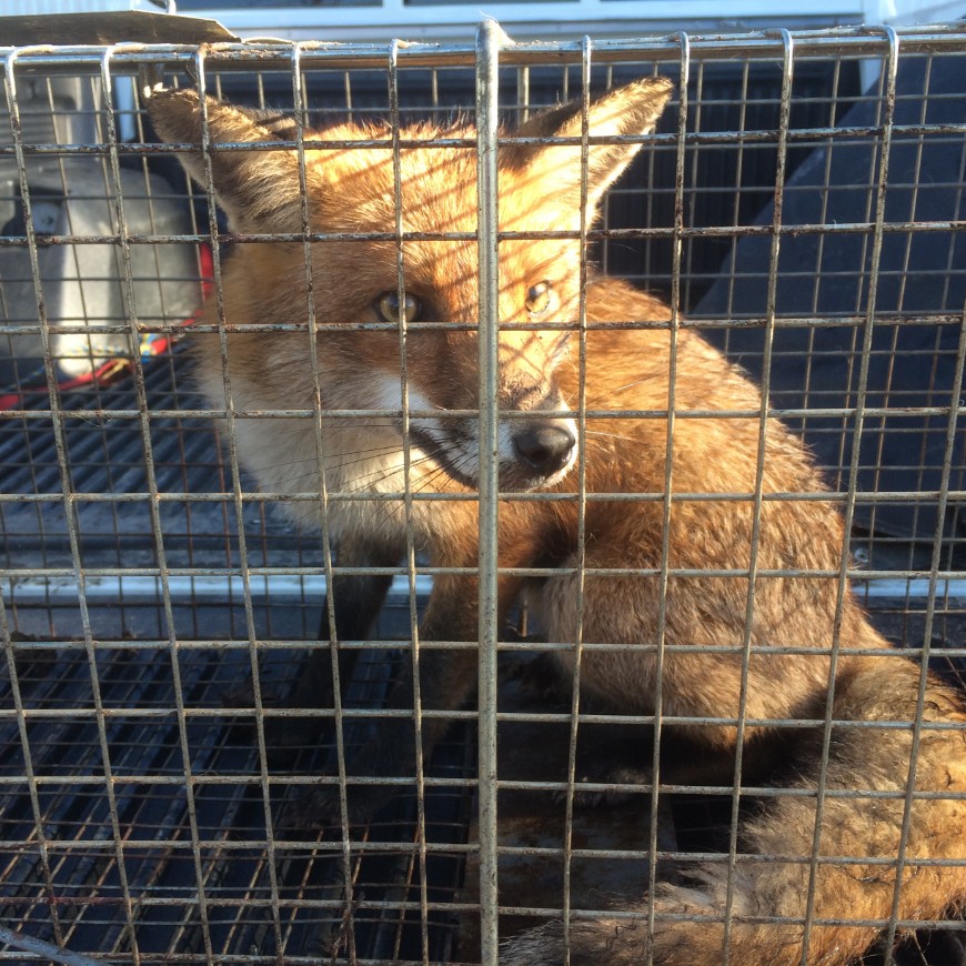 In some areas, such as near houses, it might be necessary to move a trapped fox to humanely euthanise it. 