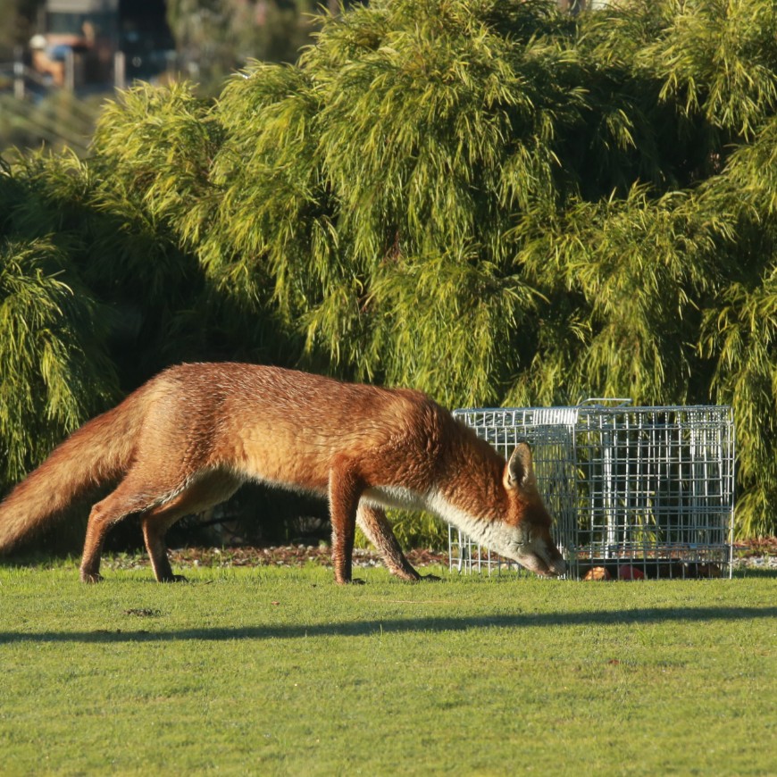 Cage traps are one of the few fox management tools available for urban areas. 