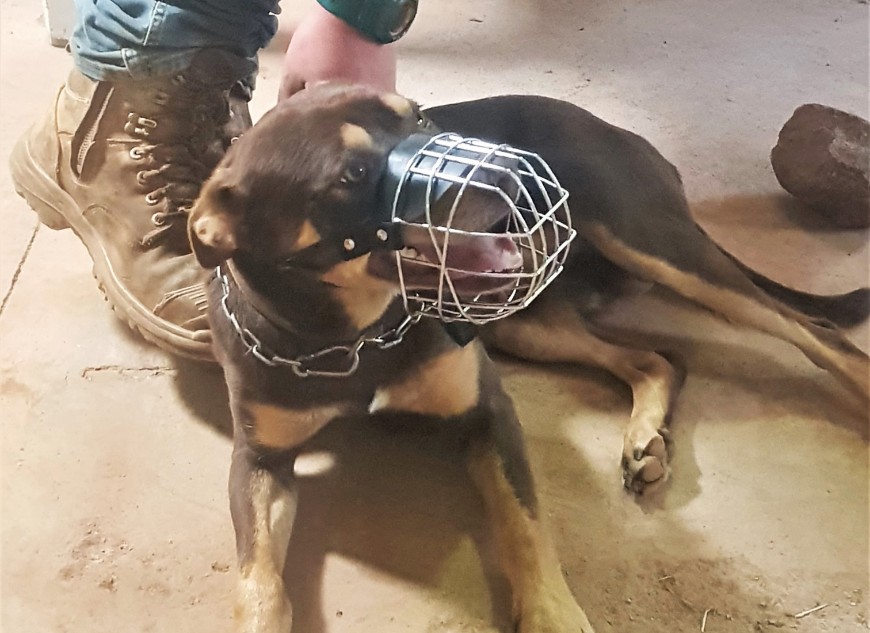 Using muzzles can be an easy and effective way to protect your working or pet dog from eating a toxic bait. Photo: NWDAP