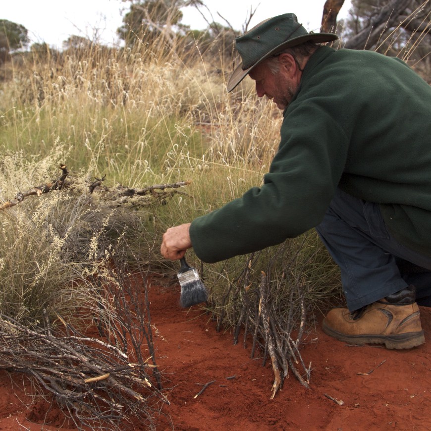 Padded-jaw leghold traps are an effective tool for trapping feral cats and reducing off target captures. 