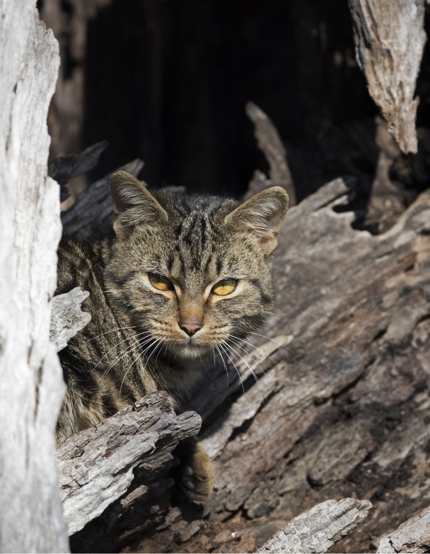 Feral cats find shelter where they can.