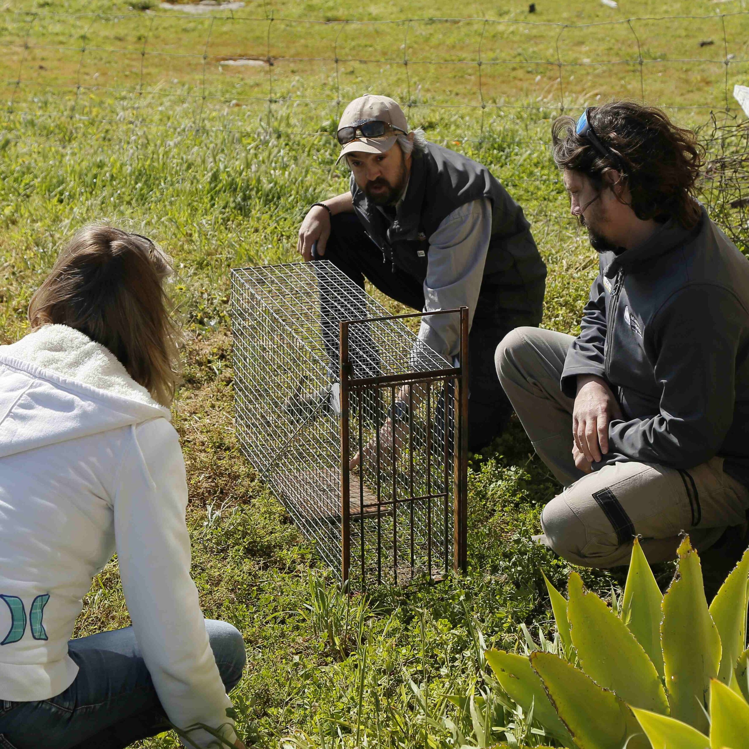 Larger cage traps can be more effective for foxes. 